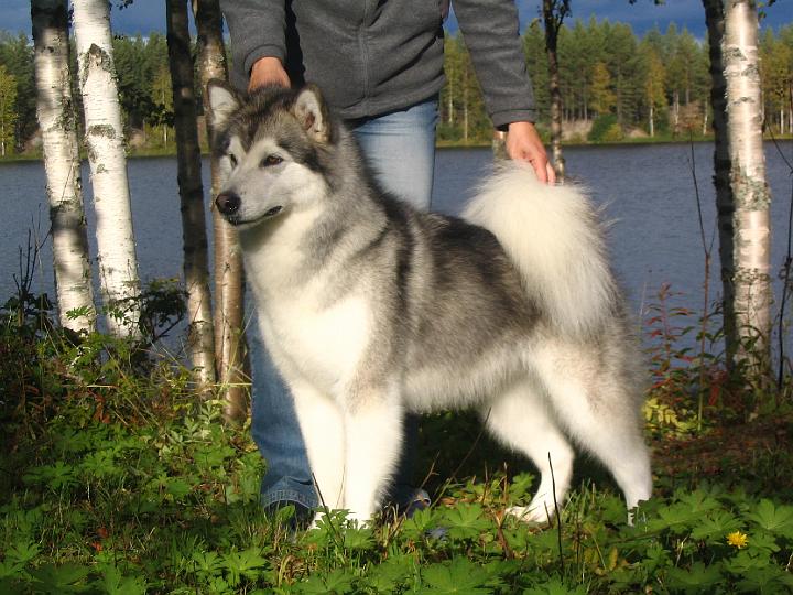 Awa syys-08 008.jpg